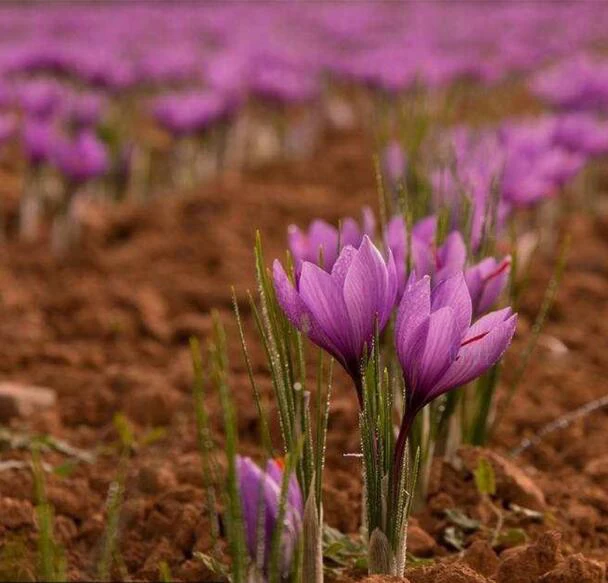 Saffron крем для лица 35 г честность безупречный светящийся кожи