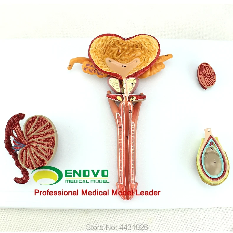 

ENOVO Anatomical model of male reproductive system in male and female genitals