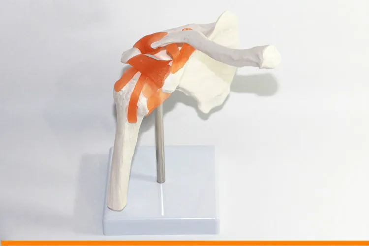 1:1 Life Size Humans Anatomy Skeleton Anatomical Model Manikins Skull Odontologia Shoulder Bone Muscle Joint | Канцтовары для офиса