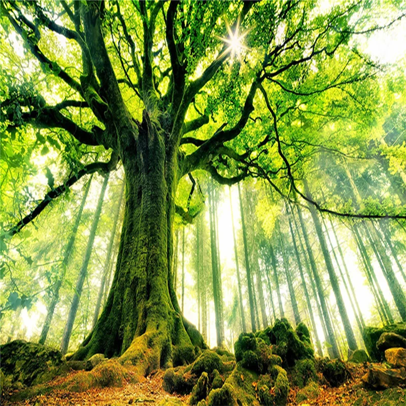 Фотообои современные с зеленым деревом леса солнечного света 3D фотообои из ткани
