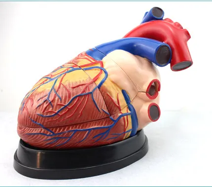 

KeyWord: cardiology; teaching heart model; heart anatomy model;