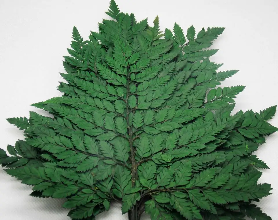 

10pcs 25-30cm Length Preserved Wormwood Branch For Craft Gift Material Accessory Decoration Flower Arranging DIY