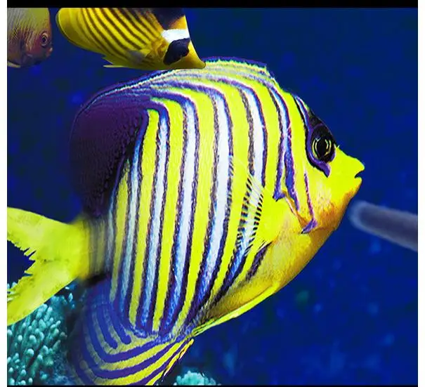 

Custom photo Waterproof floor wallpaper Ocean dolphin starfish 3d mural PVC wallpaper self-adhesion floor wallpaer