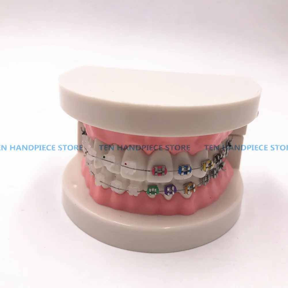 Модель Ортодонтическая Стоматологическая 2018 стандартное Зубное устройство 1/2 с