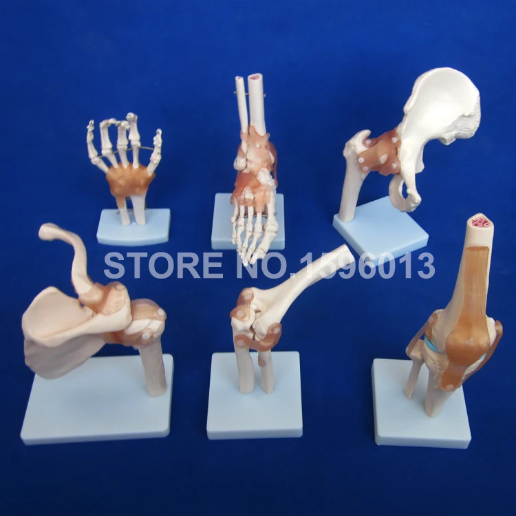 Популярная модель человеческих суставов модели плеч локтей бедер колена рук и