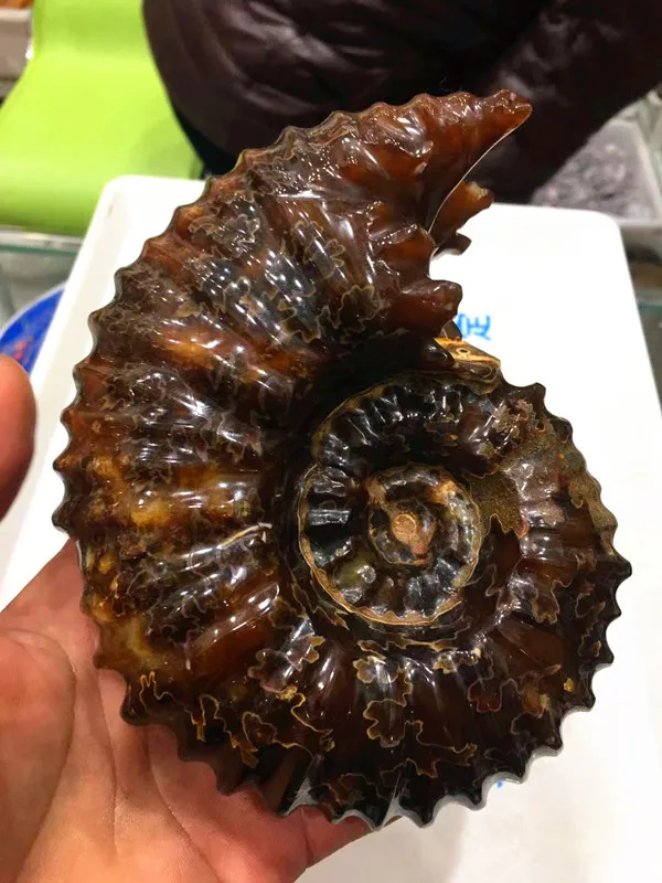 

NATURAL Polished "Goat Horn" Fossil Ammonite Douvilleiceras Madagascar