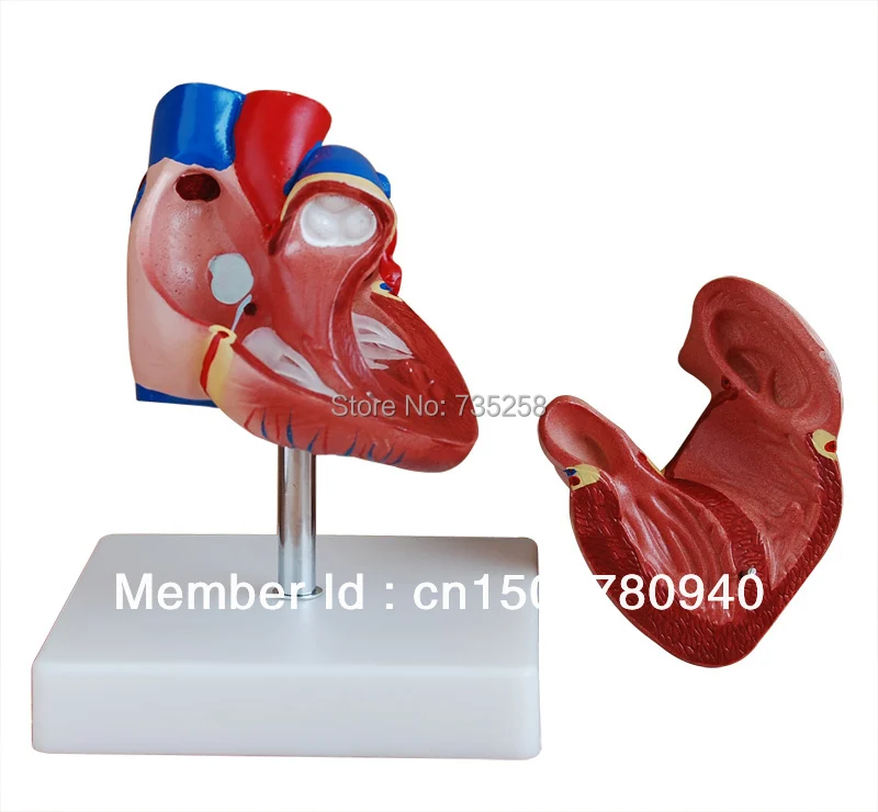 

Heart Model,1:1 Model Heart Anatomy,Natural Big Heart Model