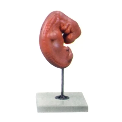 Embryo enlargement model Pregnancy development process model Peripheral embryo model 25*14.5*12cm