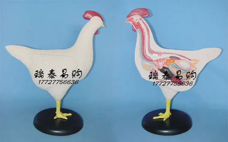 

human model Chicken models with visceral Half-side anatomical Veterinary mould colloid 40*46cm free shipping