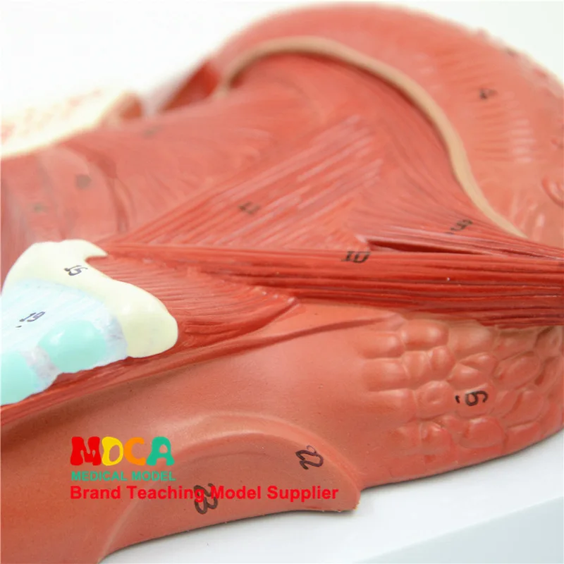 2 части Pharyngeal мышцы и ларинкс анатомическая модель Oronasal модель Анатомия языковой мышечной головы модель медицина обучение
