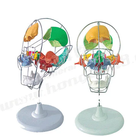 ISO усовершенствованная рассеченная модель черепа для взрослых цветной череп |