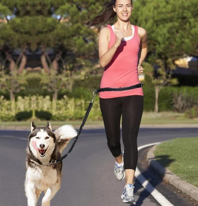 Бесплатная доставка Розничная продажа бесплатная поводок для собак с поясом на