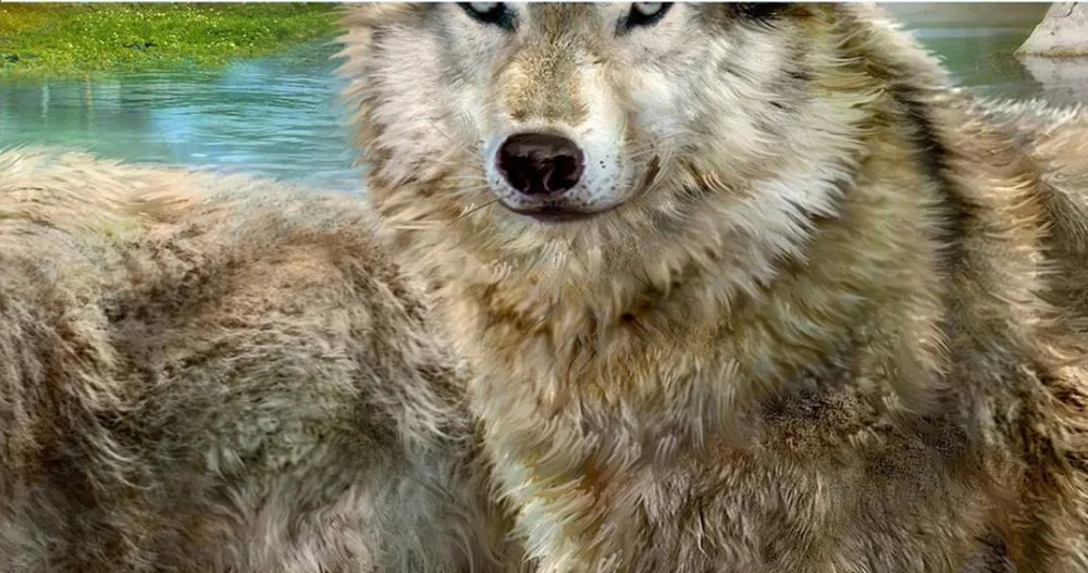Пользовательские 3d Обои Серый wolf dogs современные красивые обои персикового цвета