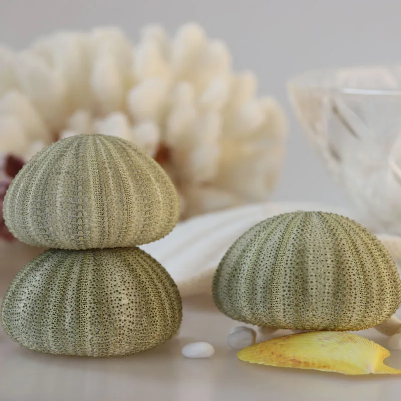 Бесплатная доставка (6 шт./лот) Зеленая морская урчина натуральная ракушка