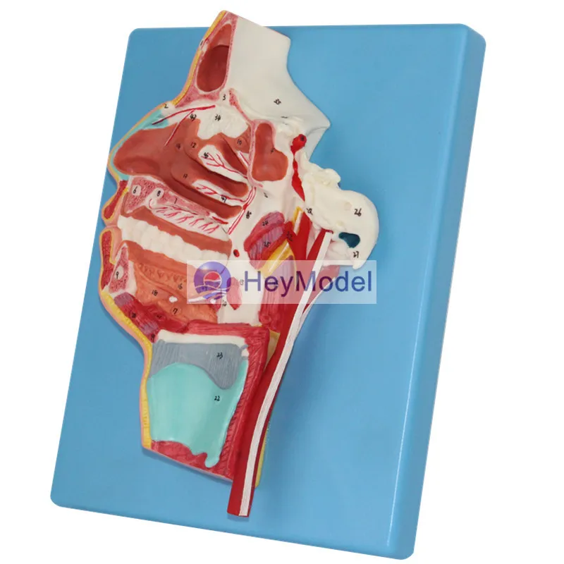 

HeyModel Oropharyngeal nostril with vascular nerves