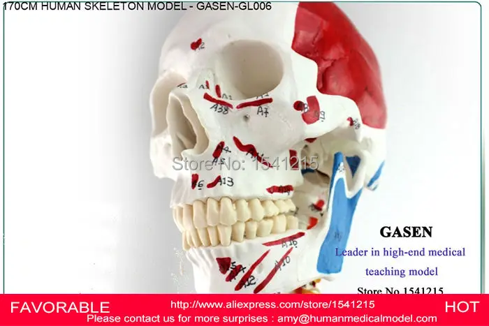 Человеческий анатомический 170 см мышечный скелет модель передового тела