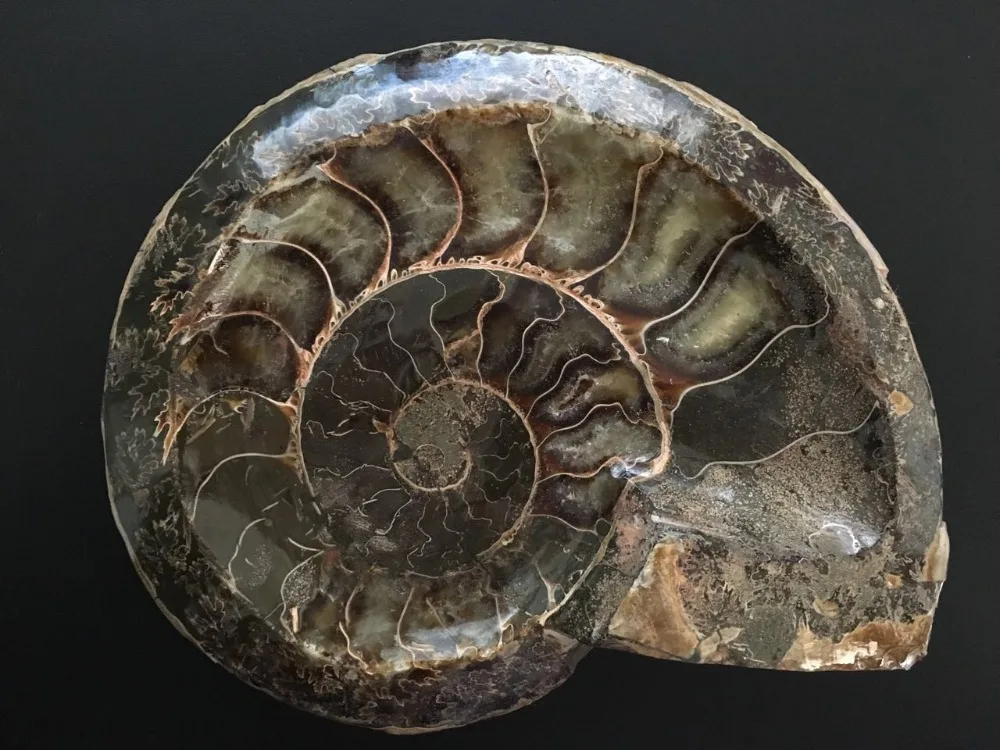 650 г натуральной раковины аммония fossil уникальная пепельница из Польши | Дом и сад