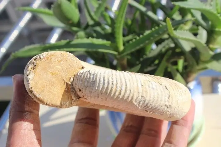 500g NATURAL HUGE MANTELLICERAS AMMONITE FOSSIL CONCH | Дом и сад