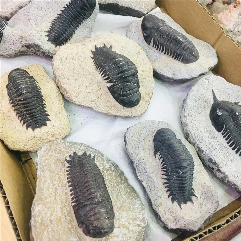 Natural crystal fossil tetraphyllid fossil specimen collection1pc