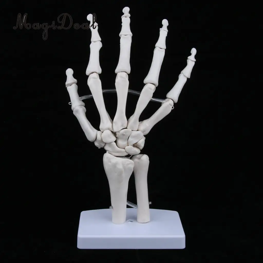 

Медицинская человеческая ручная анатомическая модель скелета, Анатомия человека, медицинский обучающий инструмент