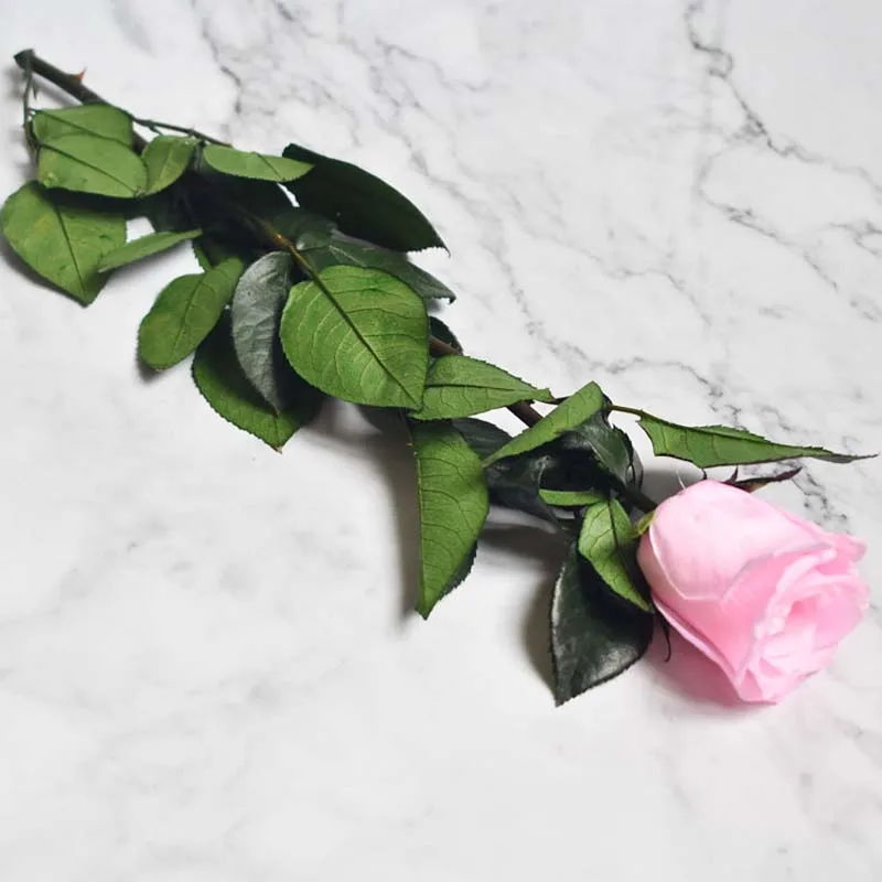 4-5 см Length30CM Красота и чудовище навсегда Роза натуральный сухой сохранились