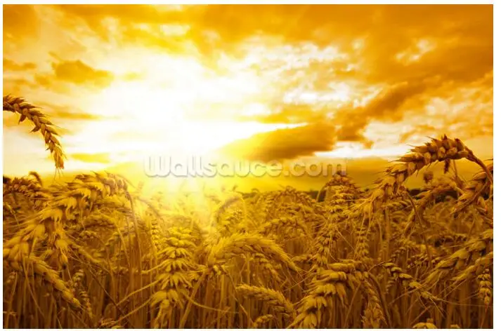 Обои на заказ с природой. Закат над пшеничным полем 3d-фотообои для гостиной