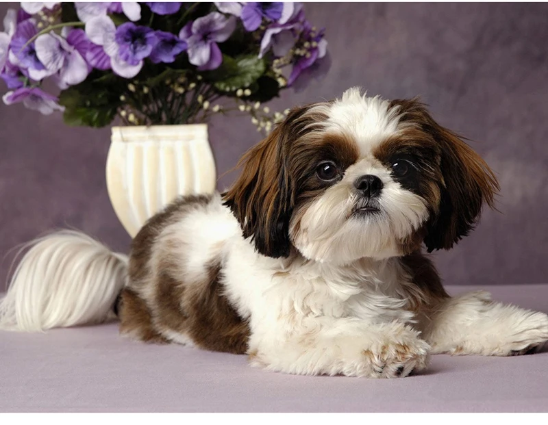 

5D DIY Diamond Embroidery cute small dog Diamond Painting Cross Stitch full Square Rhinestone Mosaic home decoration gift