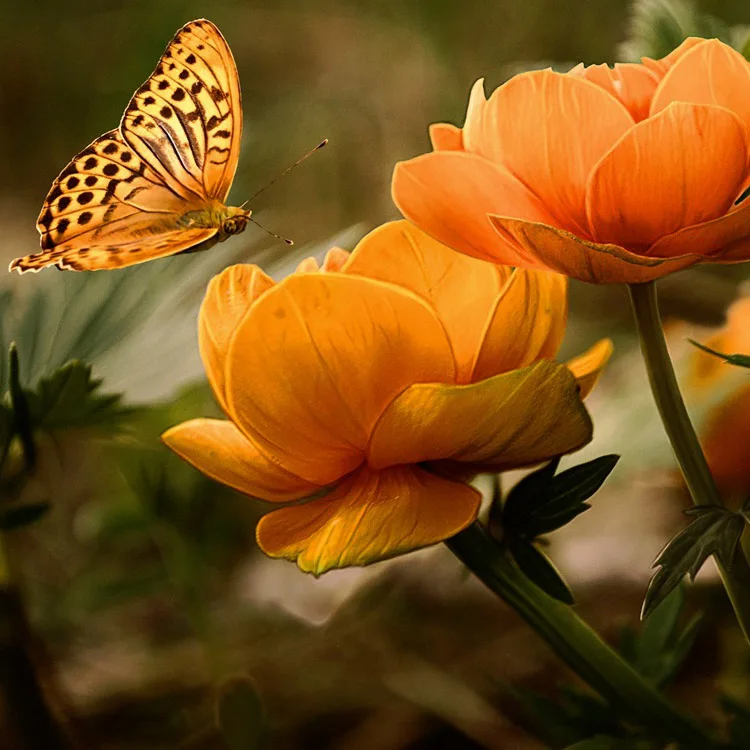 Butterfly 12 Бабочка цветы животное Новое поступление DIY Кристалл полная дрель квадратная 5D алмазная живопись Набор для вышивки крестом мозаика круглые стразы - Цвет: Butterfly 12