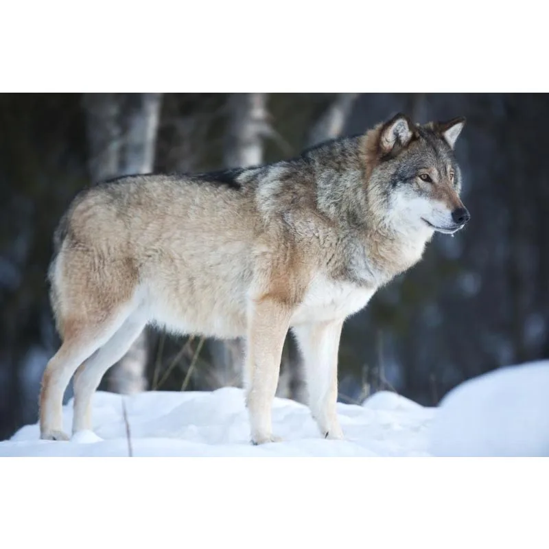 Волчья холщовая ткань искусство на заказ печать холсте профессиональное