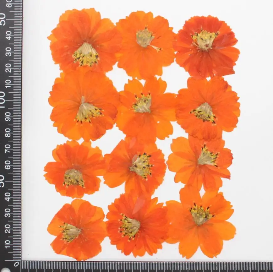 Сушеные прессованные цветы 120 шт Для ожерелья с подвеской из эпоксидной смолы