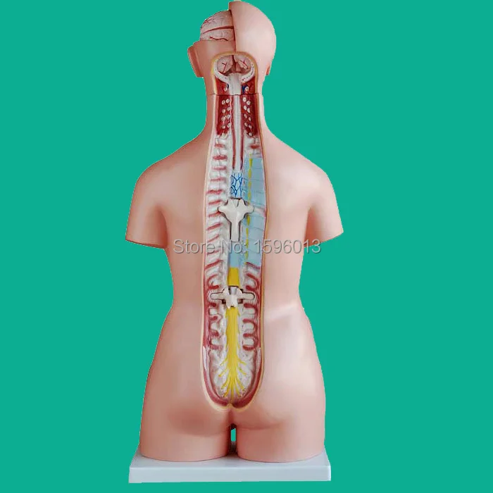 Torso унисекс 85 см с внутренними отделениями 40 деталей модель унисекс|parts of microwave