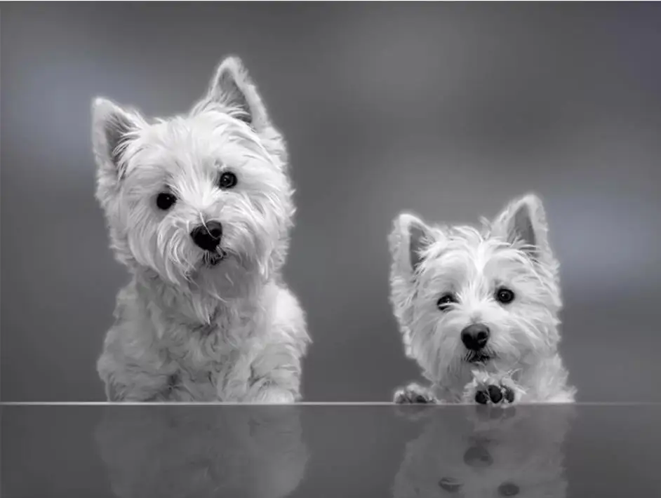 Картина Стразы 3D алмазная живопись сделай сам рисунок westie dog вышивка крестиком