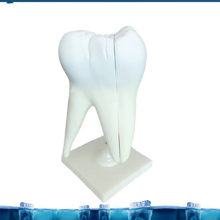 Large Dental Tooth Anatomy Dispaly Model Anatomical Teeth Nerve with Support Dentist Medical Science Teaching 30*16*16CM | Канцтовары