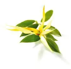 100% чистые растительные Водорастворимые эфирные масла масло ylang ароматерапия
