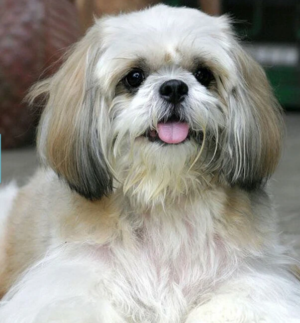 Кольцо Shih Tzu оптом 15 шт./лот регулируемое кольцо для животных собак украшения