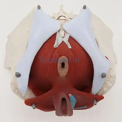 Медицинская анатомическая модель таза для женщин со съемными брючинами