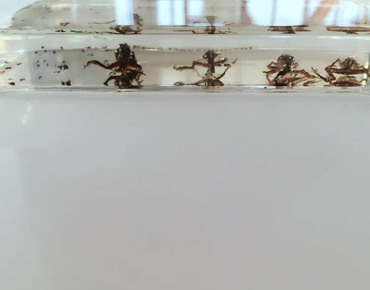 Реальный Tadpole лягушка процесс развития образец модель лягушка животных рост история образцы биологической зоологии учебные материалы