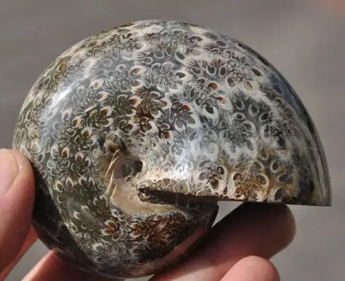 Редкие природные красивые аммонитовые ископаемые кристаллы стандарта AA +++|aa|specimen