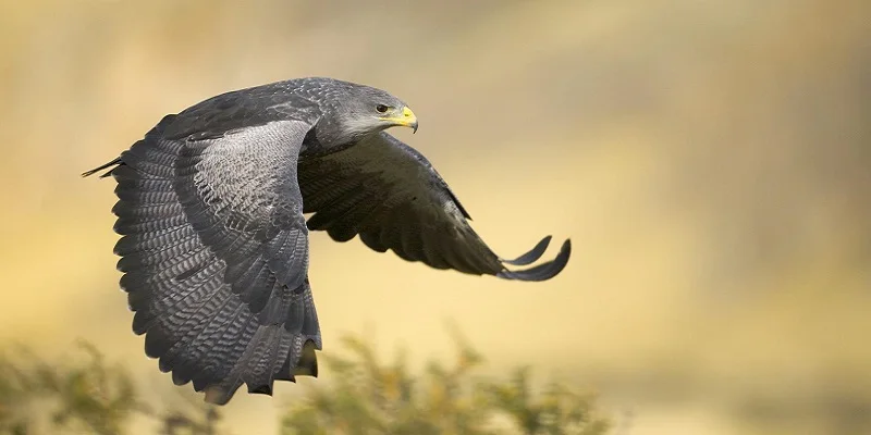 Пляжное полотенце из микрофибры Flying Falcons ручной работы с животными для