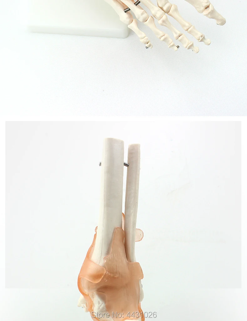 

ENOVO An anatomical model of the human foot joint of the human foot joint