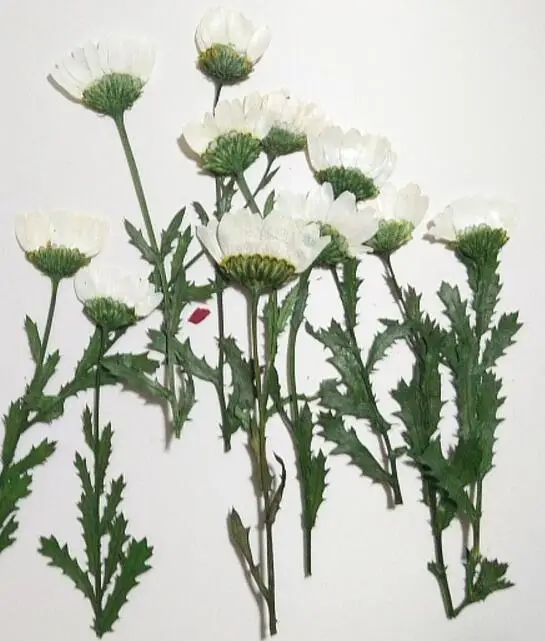 120pcs 5-7cm Side Pressed Dried Daisy Flowers Plant Herbarium For Jewelry Postcard Invitation Card Phone Case Bookmark Craft DIY | Дом и сад