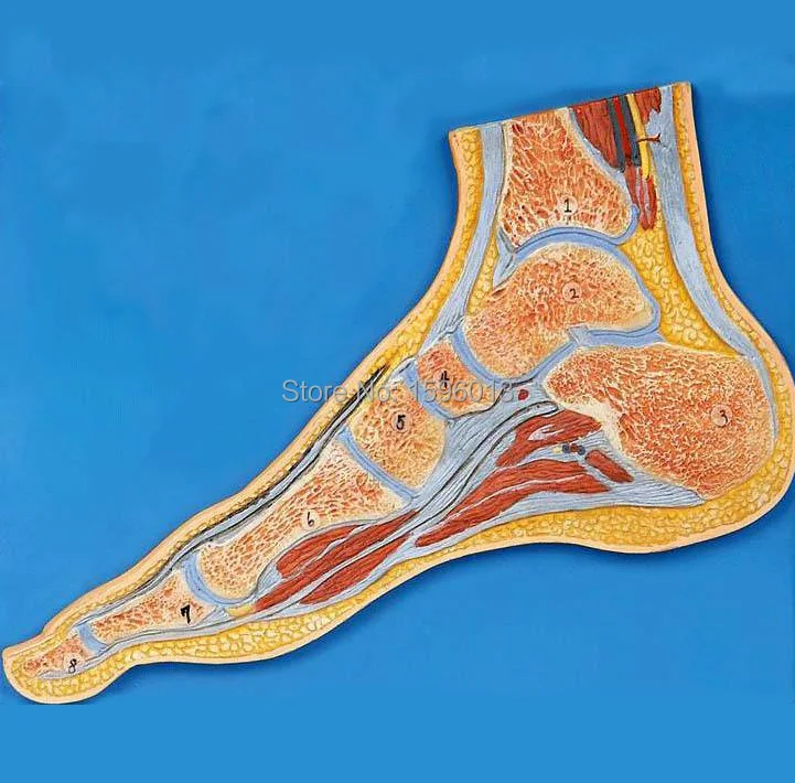 Foot Section Model, Anatomical Foot Model