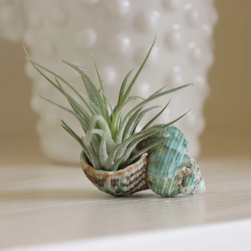 Бесплатная доставка (3 компл./лот) натуральный корпус и воздушные растения