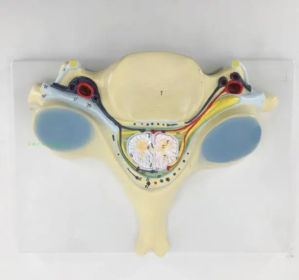 Section 5 cervical spinal cord and spinal nerve magnification model transverse cervical spinal cord magnification model