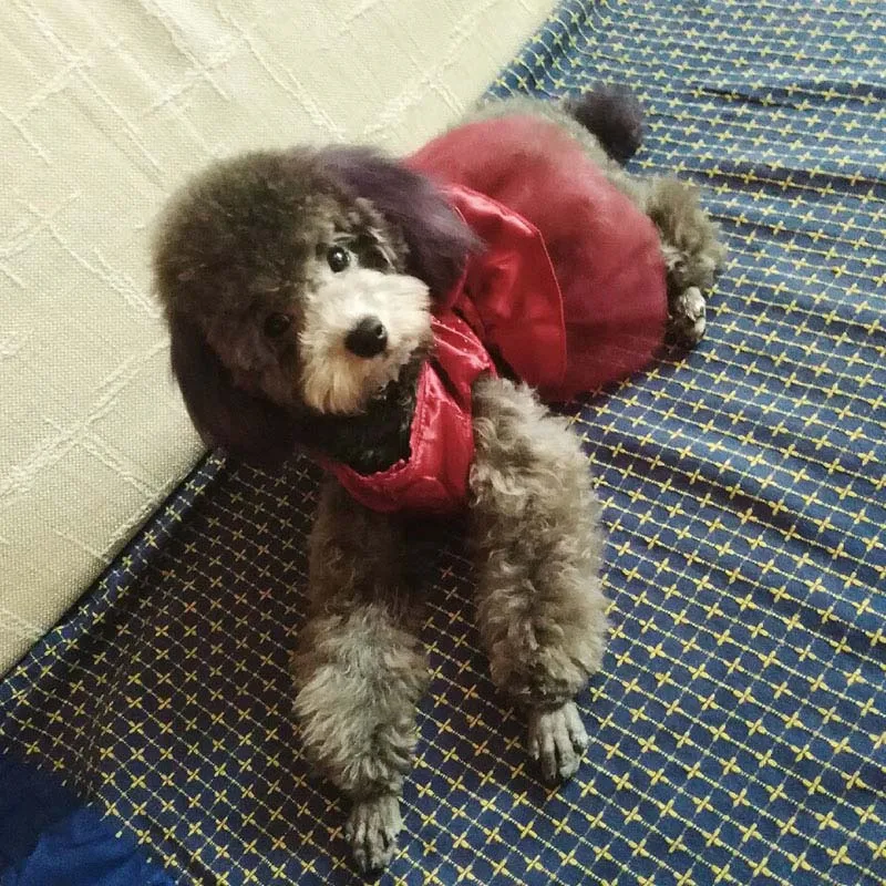 Одежда для домашних животных свадебное платье собаки щенка модное блестящее