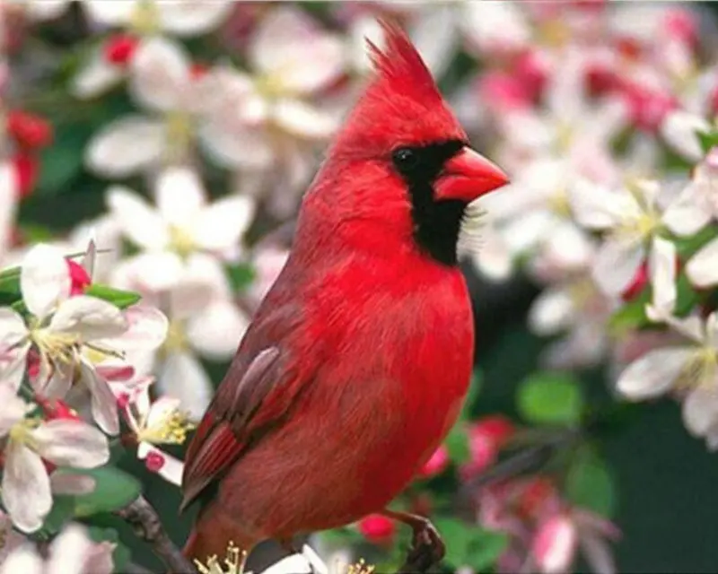 DIY 5D diamond painting cross stitch red Bird flower round embroidery mosaic pattern Crafts gift stickers decoration |