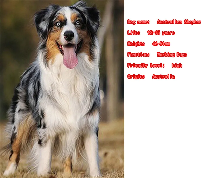 Серьги-подвески в виде австралийской овчарки животных серебряная тарелка милые