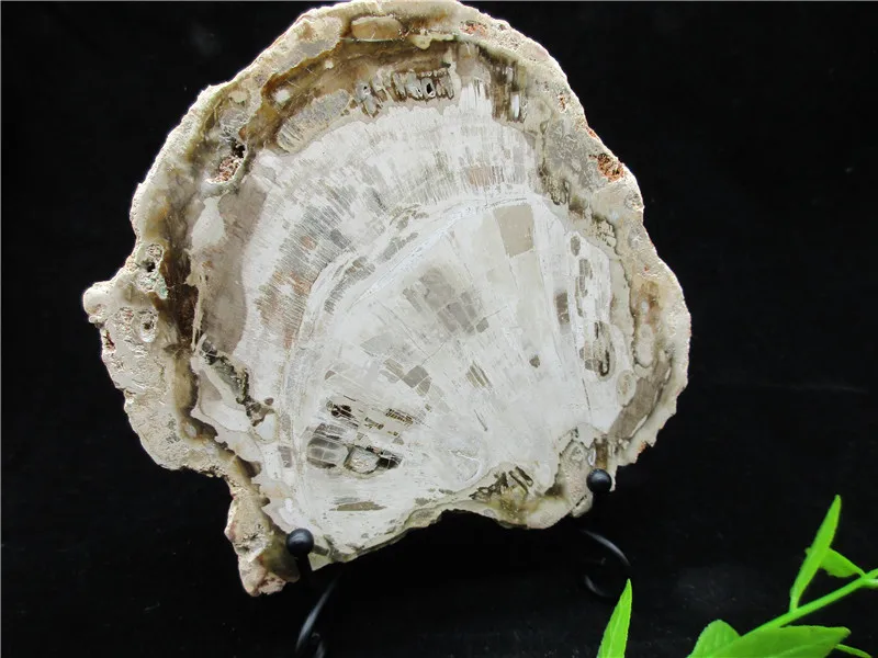 

Natural Wood Root Fossil Crystal Stone Rock Stone Healing Rock Gemstone Specimen Mineral Gem For Collection