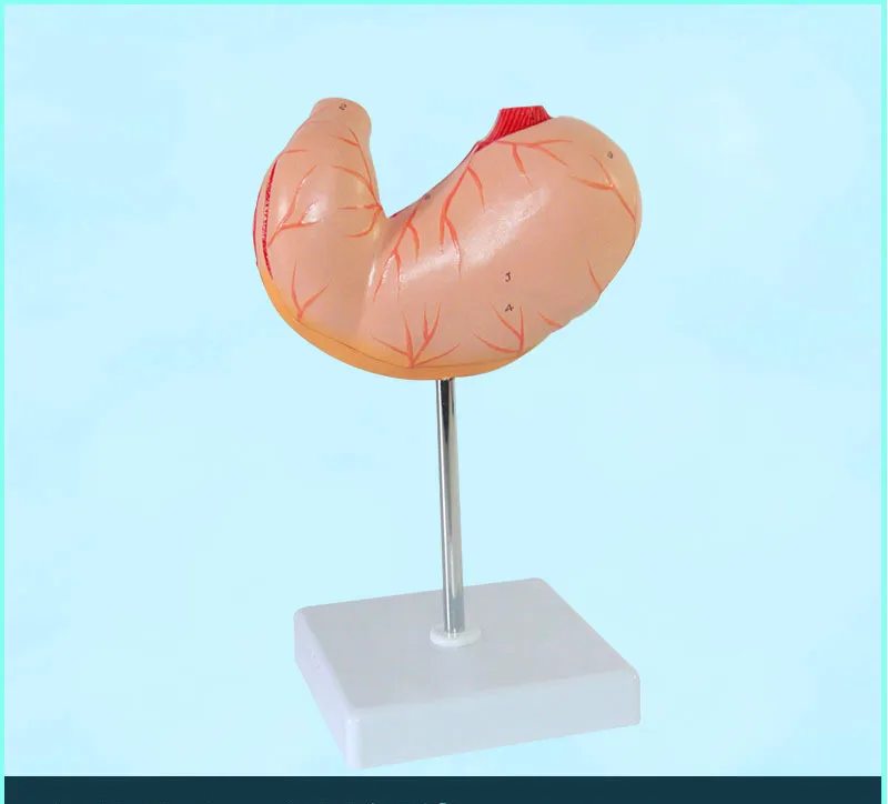 1:1 Размер жизни человеческий желудок анатомическая модель Анатомия желудка