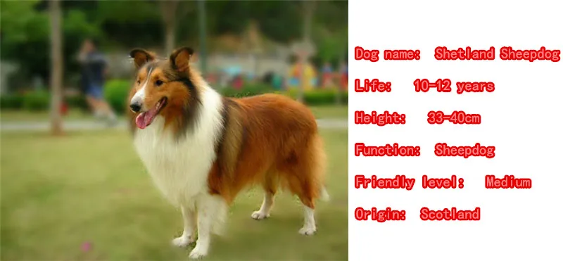 Новые милые шелти ожерелье собака животное кулон покрыто золотом серебром